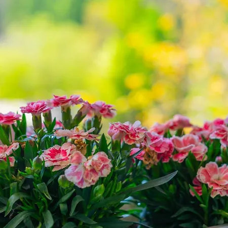 Secret Paradise Apartman *